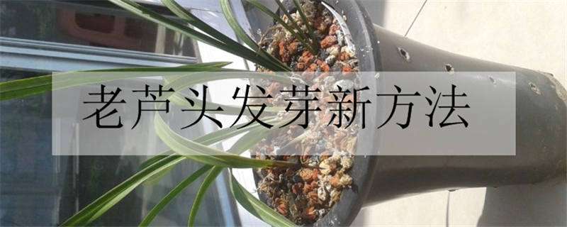 老芦头发芽新方法 老芦头发芽后怎么处理