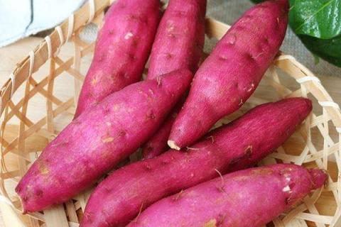 栽红薯用什么肥料好 栽红薯用什么肥料好