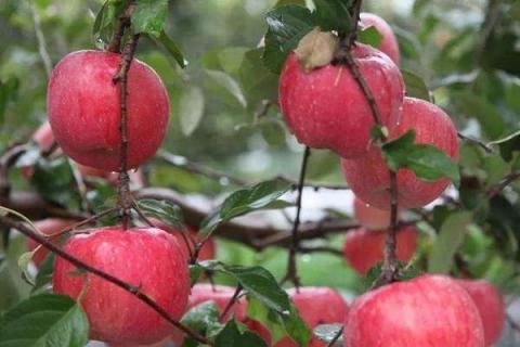 苹果树秋肥该什么时候施 使用技巧有哪些