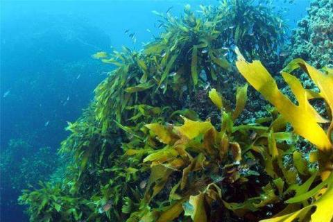 海藻肥的施用方法 海藻肥的施用方法有哪些