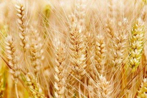 小麦专用肥氮磷钾比例是多少 如何合理施肥