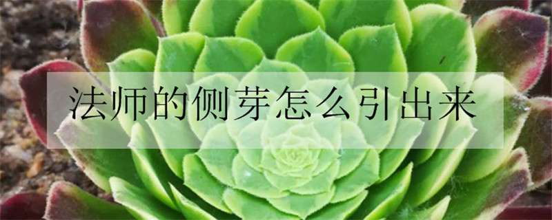 法师的侧芽怎么引出来（法师长出侧芽以后,侧芽底部的叶子用剪掉吗）