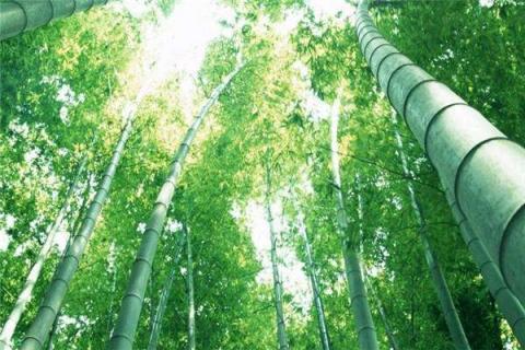 竹子的移栽方法和注意事项