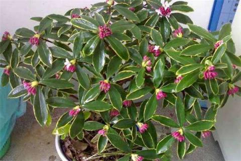 金边瑞香叶子卷曲不平怎么办（金边瑞香叶子卷曲不平怎么办呢）