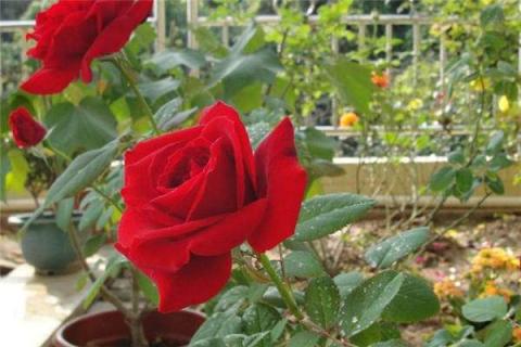 红玫瑰哪个品种好 红玫瑰哪个品种好?