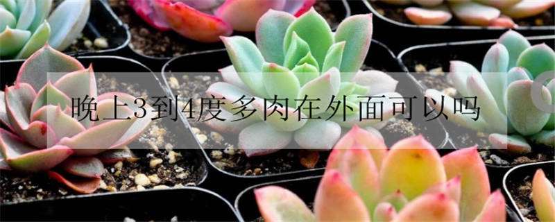 晚上3到4度多肉在外面可以吗（晚上3度多肉放在室外可以吗）