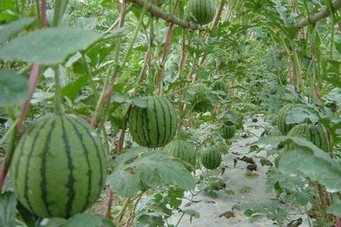 西瓜种植技术和管理 栽培要点有哪些