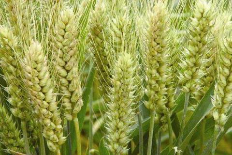 冬小麦第一次施肥在什么时候 冬小麦什么时候追肥