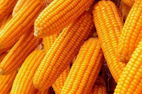 甜玉米怎样施肥才能高产（种甜玉米施什么肥料最好）