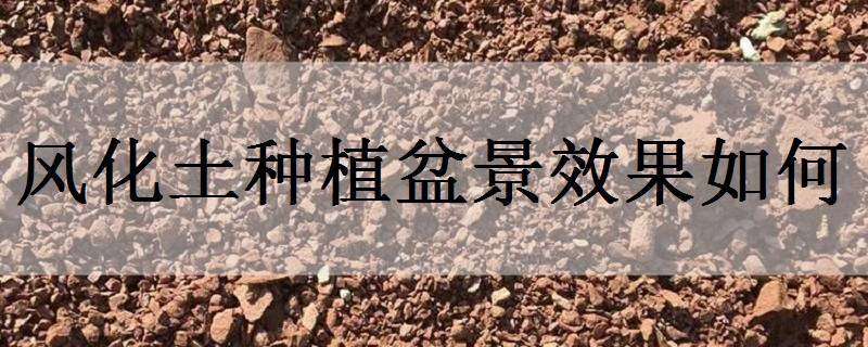 风化土种植盆景效果如何（风化土种植盆景效果如何评价）