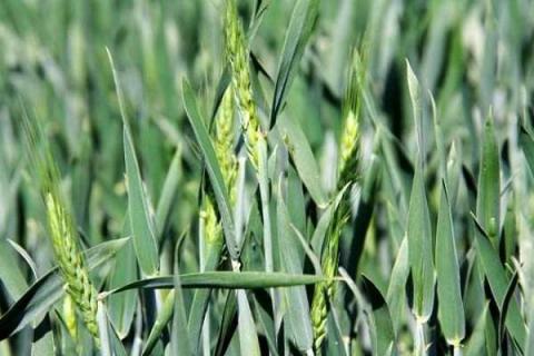 小麦孕穗期水肥管理 小麦孕穗期水肥管理措施