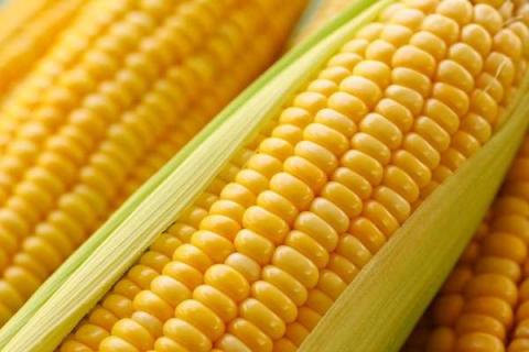 玉米长多高可以施肥 玉米施尿素的最佳时间