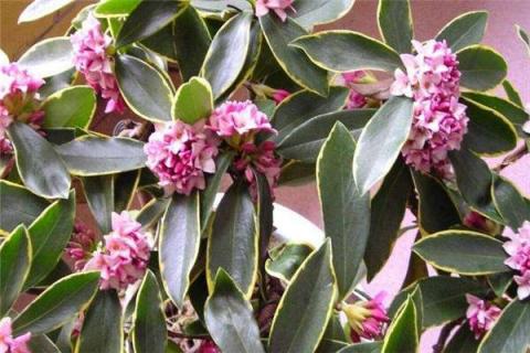 瑞香烂根怎么办 瑞香烂根了怎么办