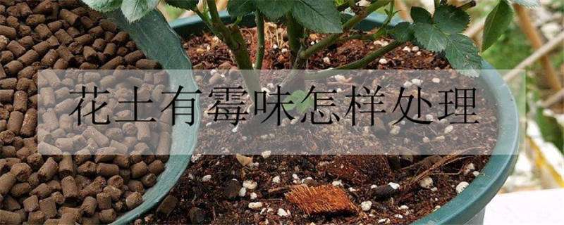 花土有霉味怎样处理（花土有霉味怎样处理好）