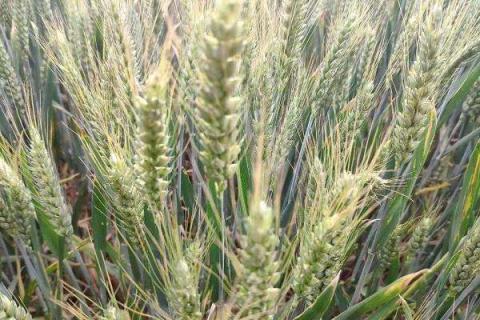 小麦追肥能用硝酸铵钙吗 小麦追施硝酸铵钙