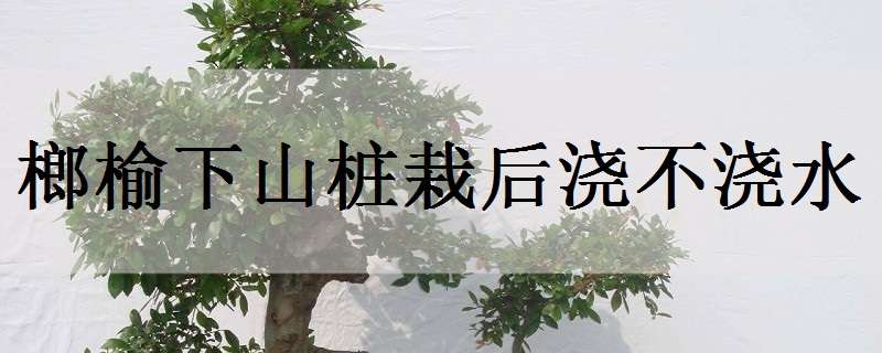 榔榆下山桩栽后浇不浇水（榔榆生桩干土栽种几天浇水）