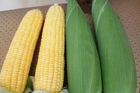 玉米攻苞肥什么时候施 使用哪些肥料好