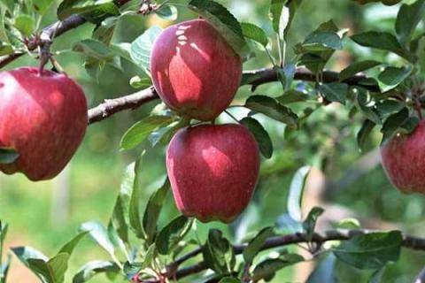苹果树秋肥该什么时候施 使用技巧有哪些