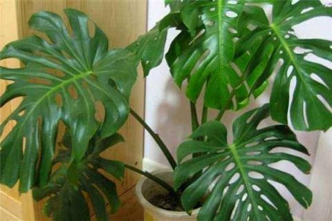 龟背竹气根繁殖方法是什么 龟背竹气根繁殖方法是什么意思