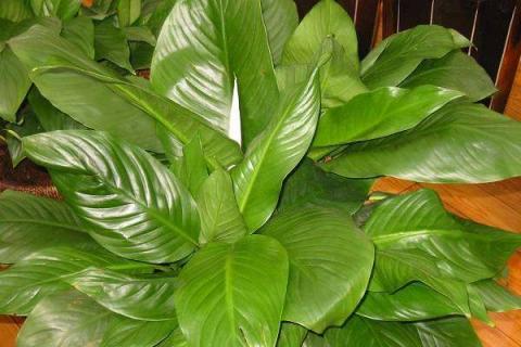 大叶绿宝石的养殖方法是什么（大叶绿宝石的养殖方法是什么样的）