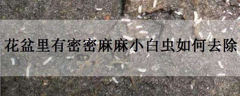 花盆里有密密麻麻小白虫如何去除（花盆里有小小的白虫子怎么去除）