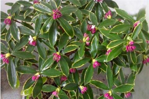 金边瑞香叶子发黑下垂怎么办（金边瑞香叶子黑了是怎么回事）