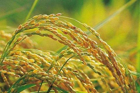 东北水稻施肥方法和用量有哪些 东北水稻施肥方法和用量有哪些规定