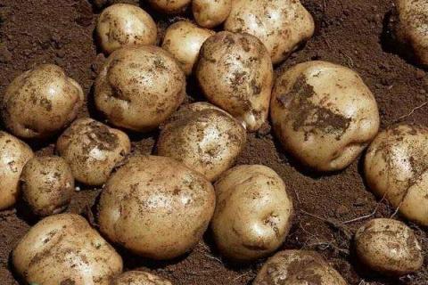 土豆开花后施什么肥料能提高产量