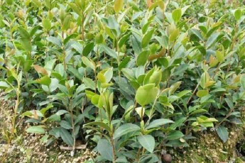 油茶苗移栽第一年要施肥吗 如何合理施肥