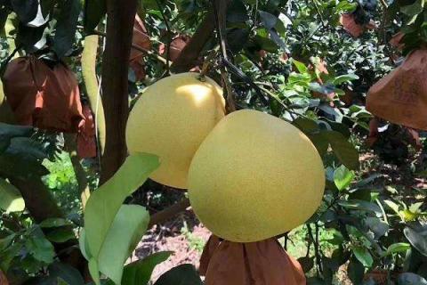 柚子成年树施肥方法和时间