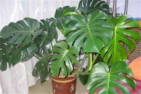 龟背竹气根水培会发芽吗（龟背竹气根水培会发芽吗图片）