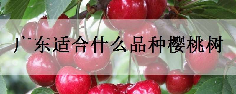 广东适合什么品种樱桃树