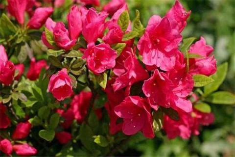 家里为什么不放杜鹃花（家里为什么不放杜鹃花呢）