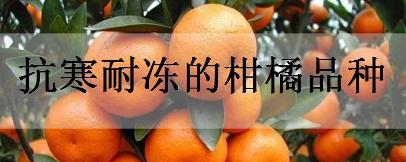 抗寒耐冻的柑橘品种