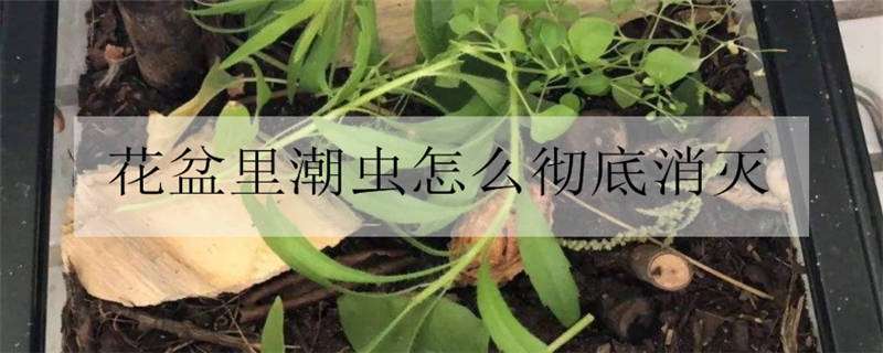 花盆里潮虫怎么彻底消灭 花盆里潮虫怎么彻底消灭用什么药好使