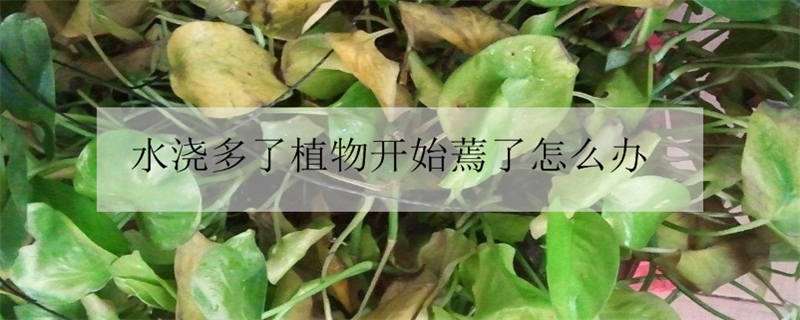 水浇多了植物开始蔫了怎么办