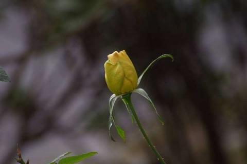 月季花花骨朵蔫了怎么办 月季花花骨朵蔫了怎么办呢