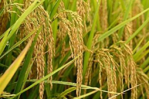 东北水稻施肥方法和用量有哪些