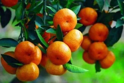 柑橘几月份施钾肥好 最佳使用时间