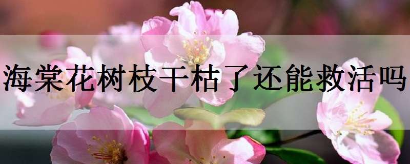 海棠花树枝干枯了还能救活吗（海棠花干枯掉叶有救吗）