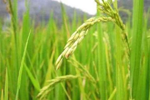 水稻氮肥过多如何补救 水稻氮肥过多如何补救视频