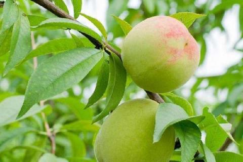 桃树用什么肥料好 秋季如何合理施肥