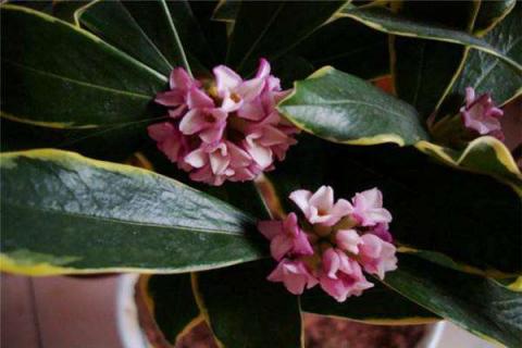 北方能不能养金边瑞香（养金边瑞香好吗）