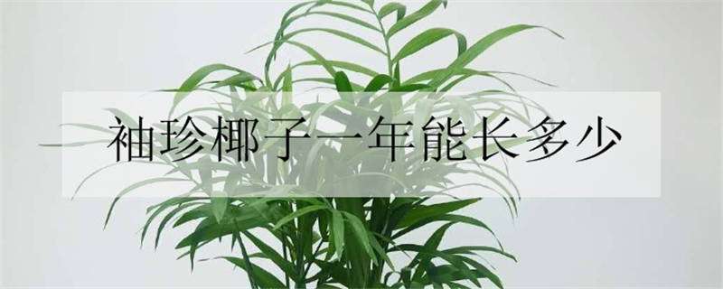 袖珍椰子一年能长多少 袖珍椰子一年能长多高