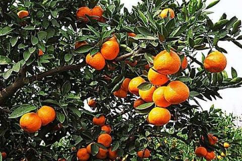 柑橘几月份施钾肥好 最佳使用时间