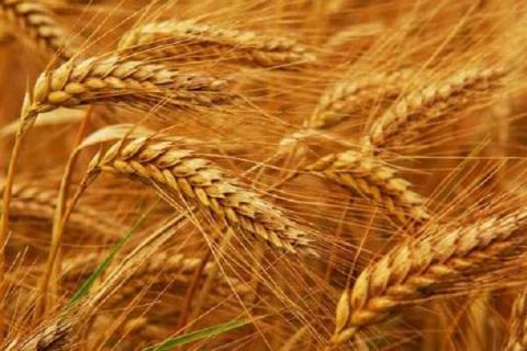 小麦打过除草剂后几天能施肥（小麦打过除草剂几天可以打叶面肥）