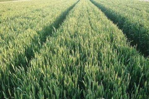 小麦的施肥科学方法 小麦如何施肥才能高产