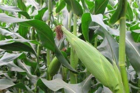 玉米滴灌施肥方案 玉米水肥一体化施肥方案