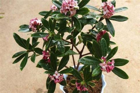 瑞香叶子发软有救么（瑞香叶子发软怎么回事）