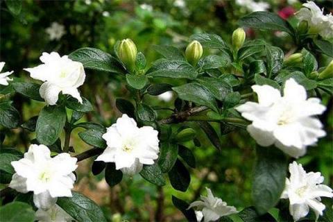 六月雪如何移栽到小盆里（六月雪怎么移盆后浇水吗）